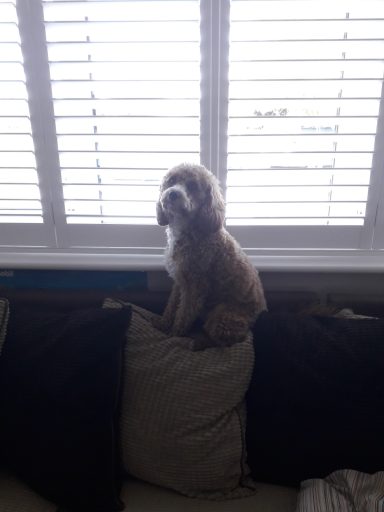 Fudge keeping a lookout.